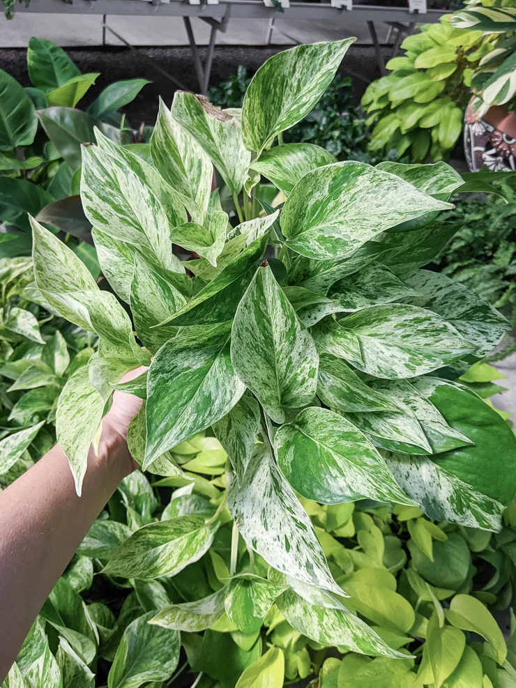 Marble Queen Pothos