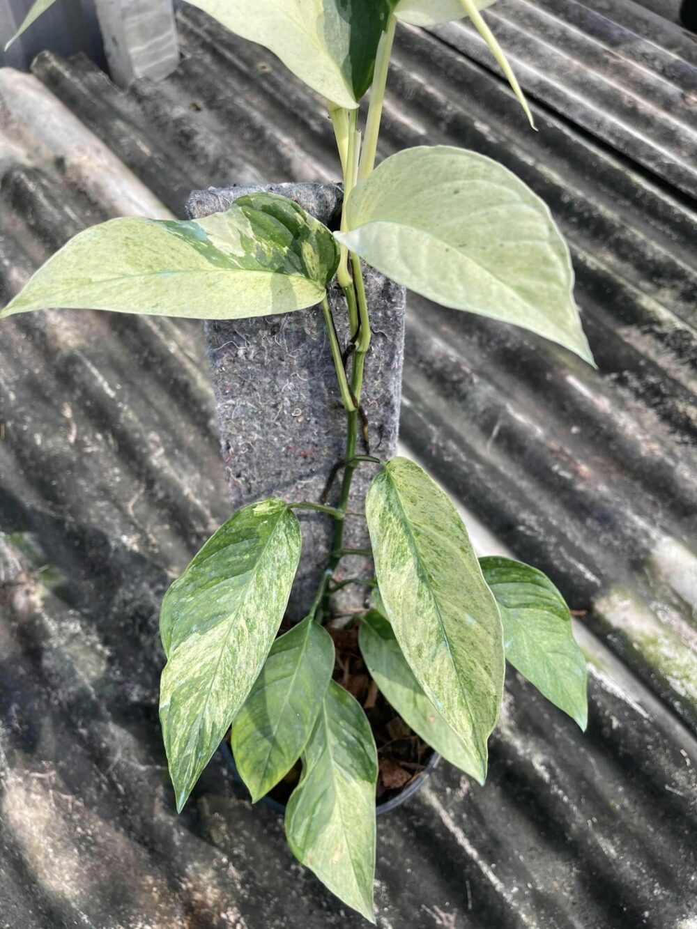 Monstera Laniata Variegated