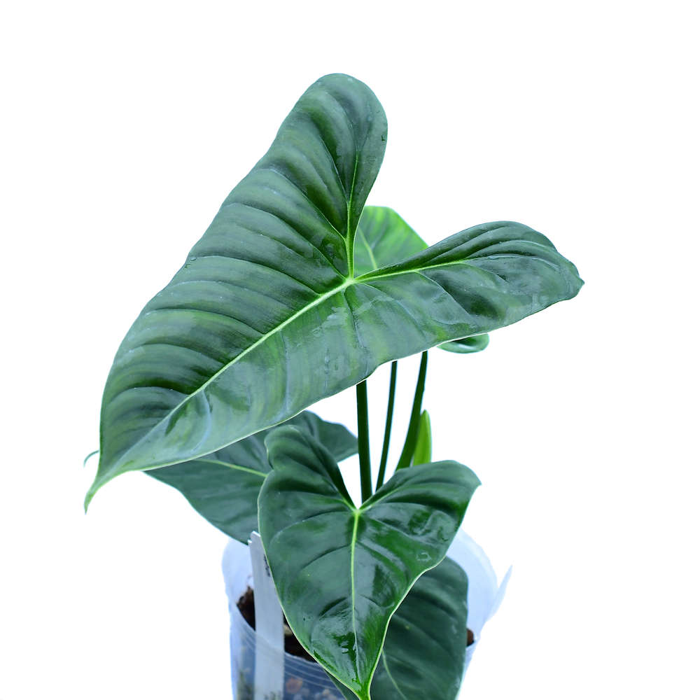 Philodendron Lupinum