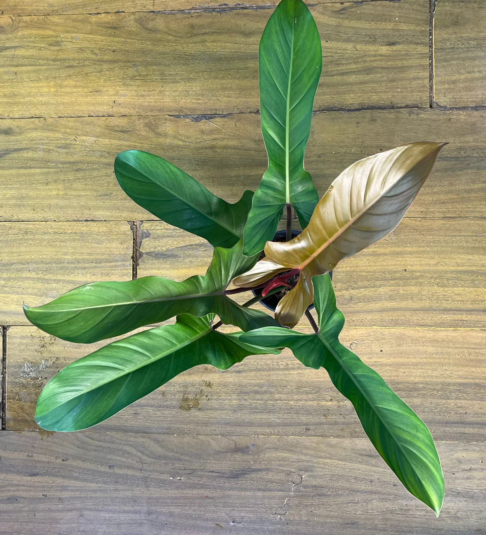 Philodendron Florida Bronze