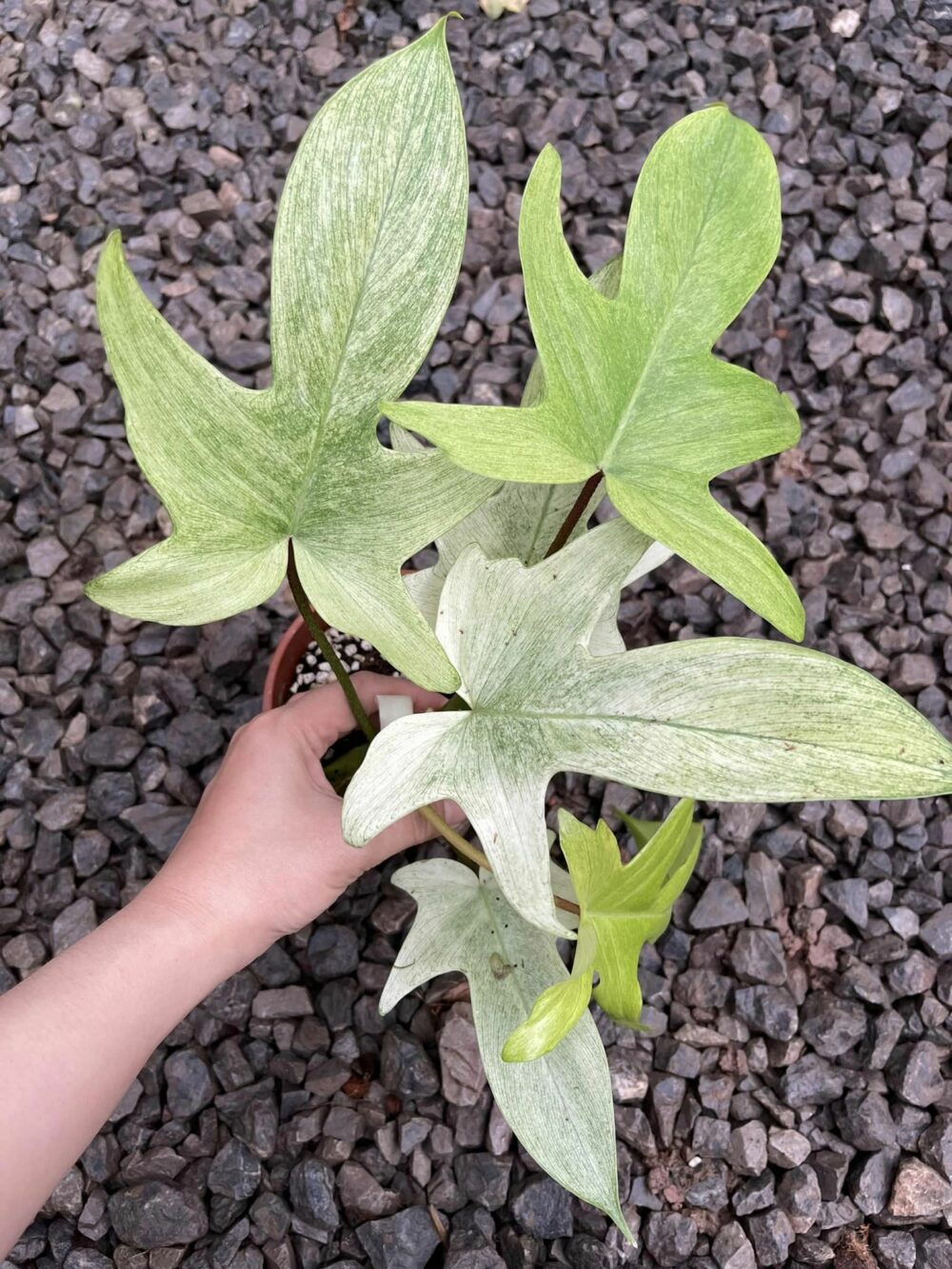 Philodendron Florida Ghost mint