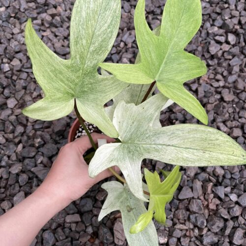 Philodendron Florida Ghost mint