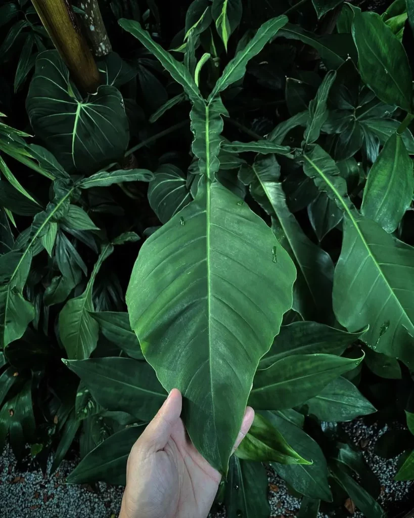 Philodendron Joepii