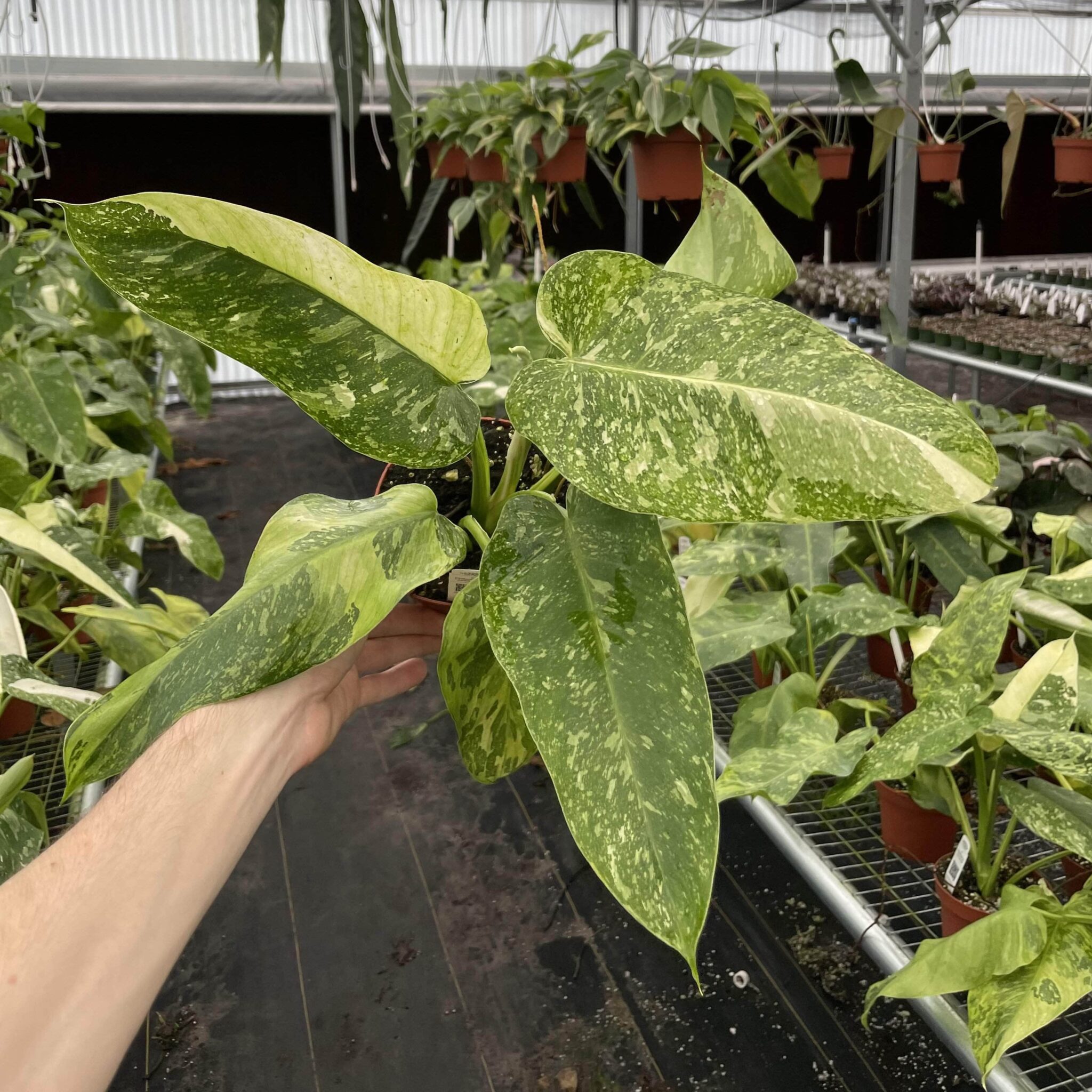 philodendron jose buono Philodendron 'Jose Buono'