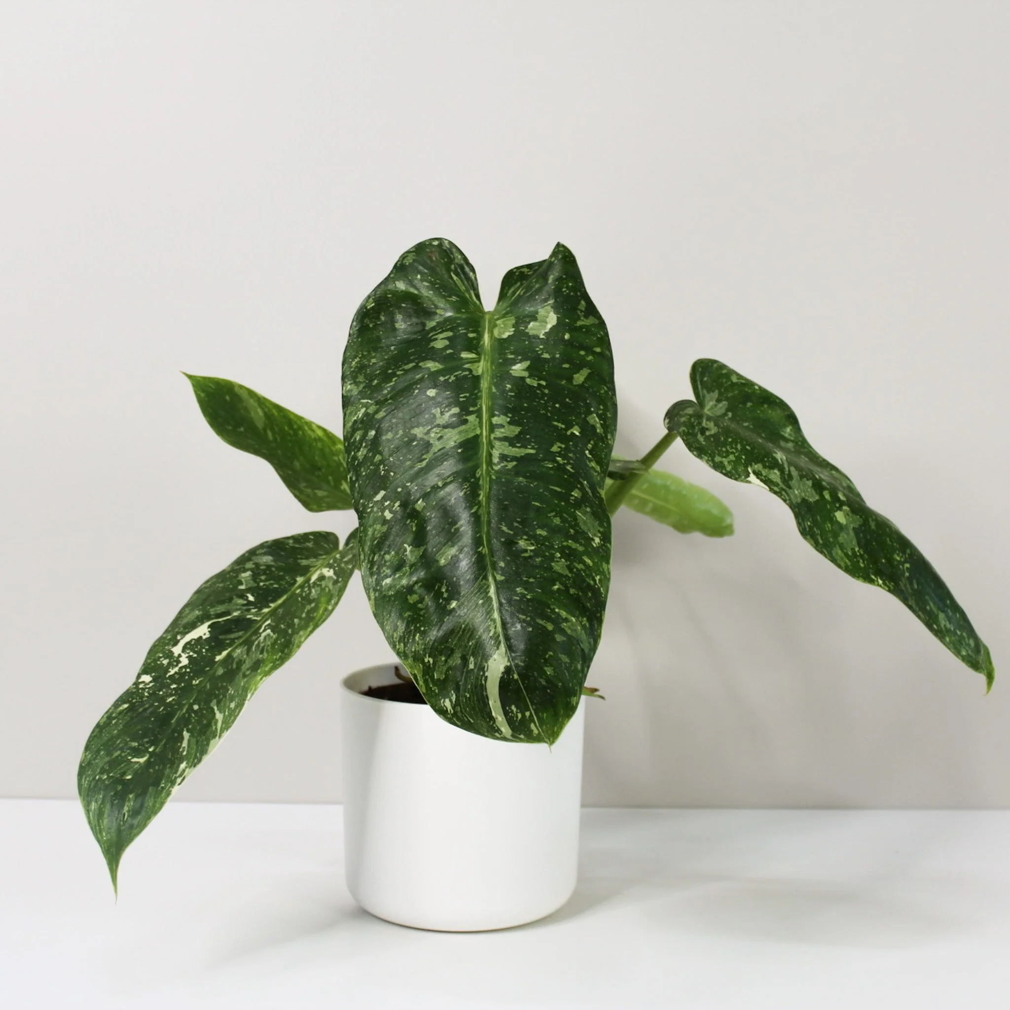 Whole Jose Buono plant with connected elongated leaves showing several cream and green variegation patterns