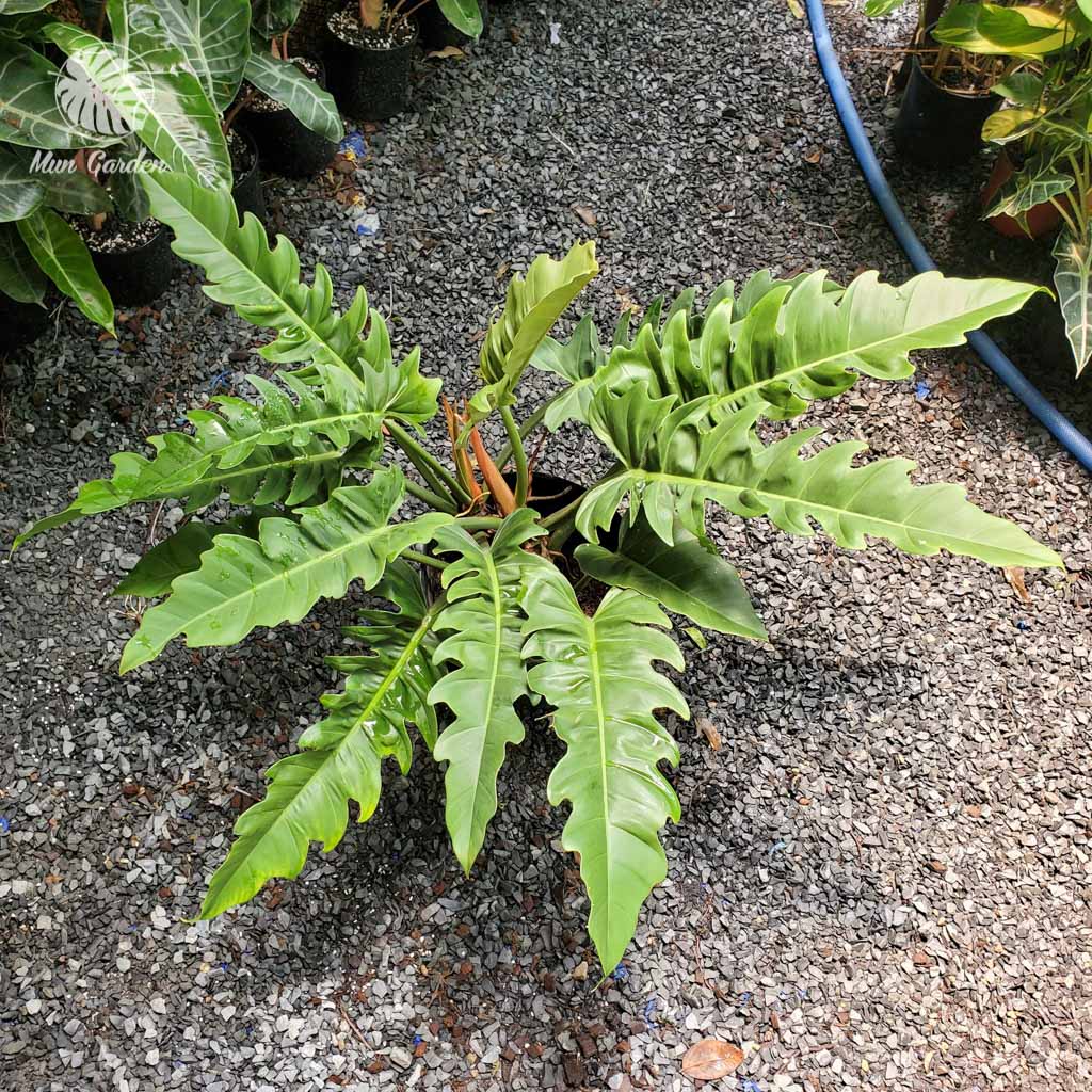 Philodendron Jungle Boogie An Exotic Houseplant for Your Indoor Oasis