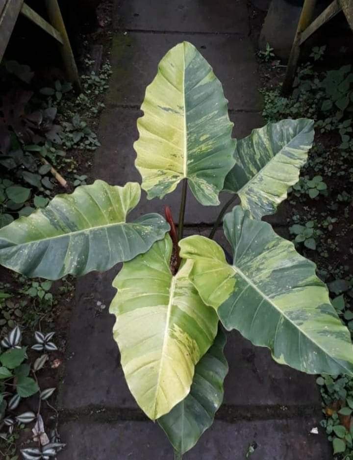 Philodendron Jungle Fever