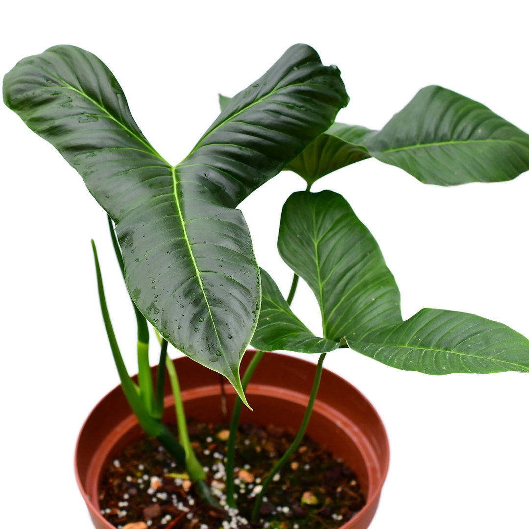 Philodendron Lupinum