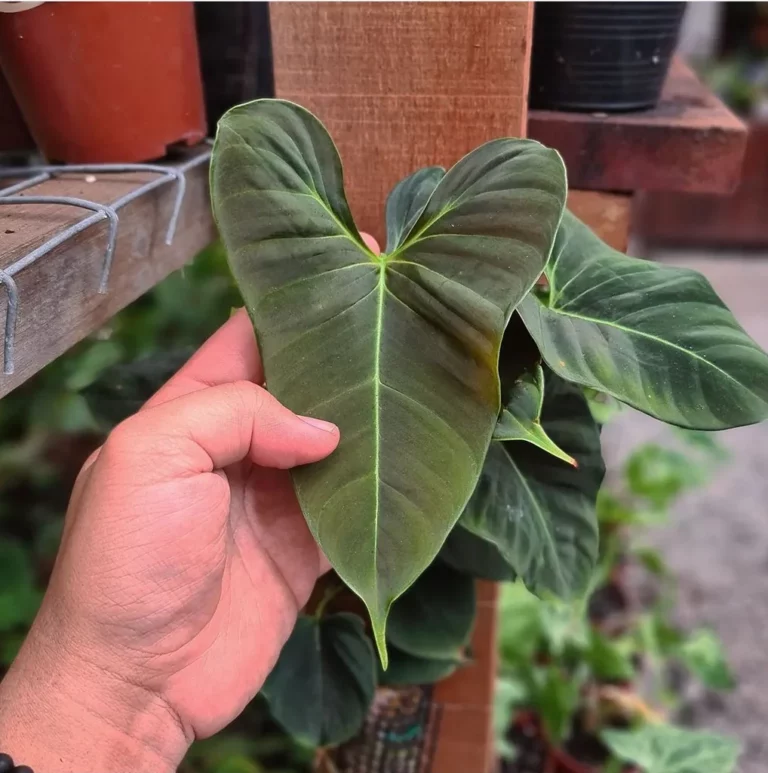 Philodendron Lupinum
