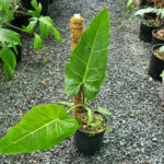 Philodendron Maximum