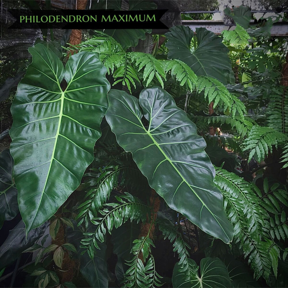 Philodendron Maximum