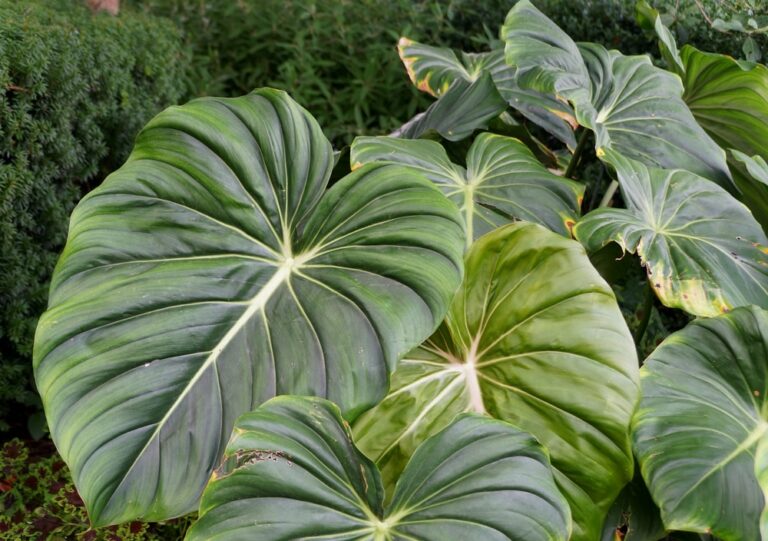 Mature Philodendron Dean McDowell leaves on a ground-running plant