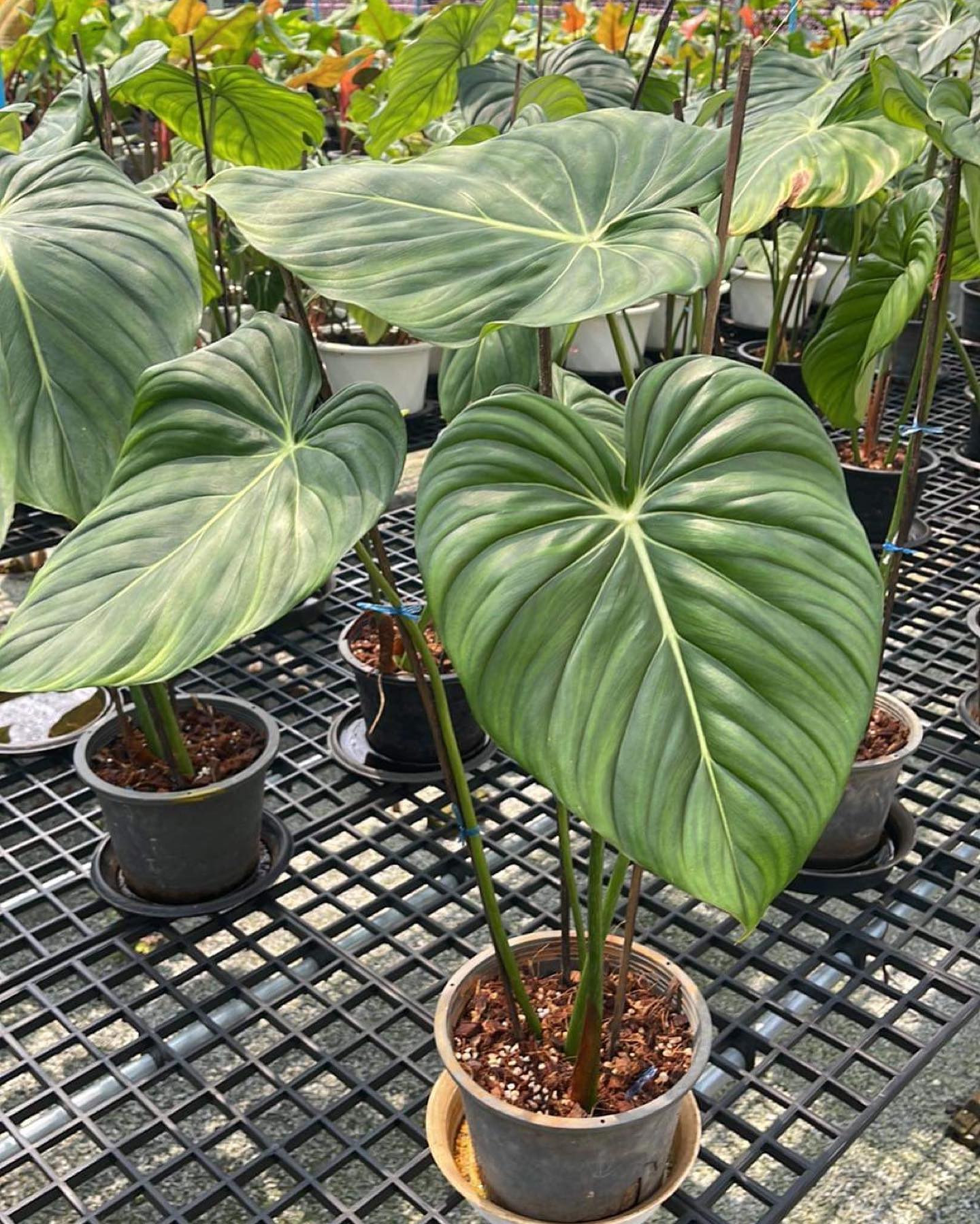 Mature Philodendron Dean McDowell plants in nursery pots