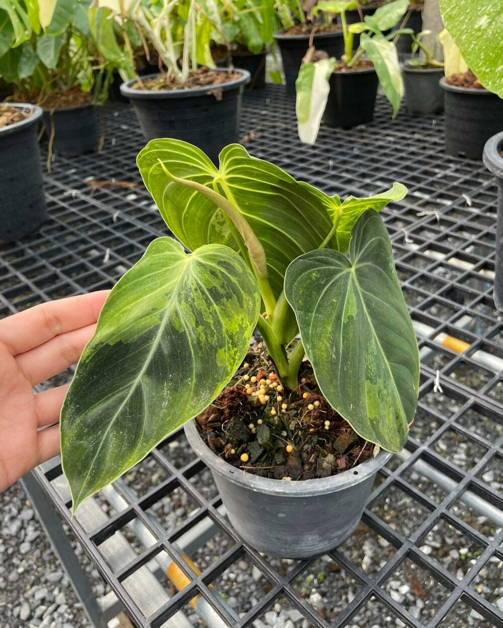 Philodendron Melanochrysum variegated