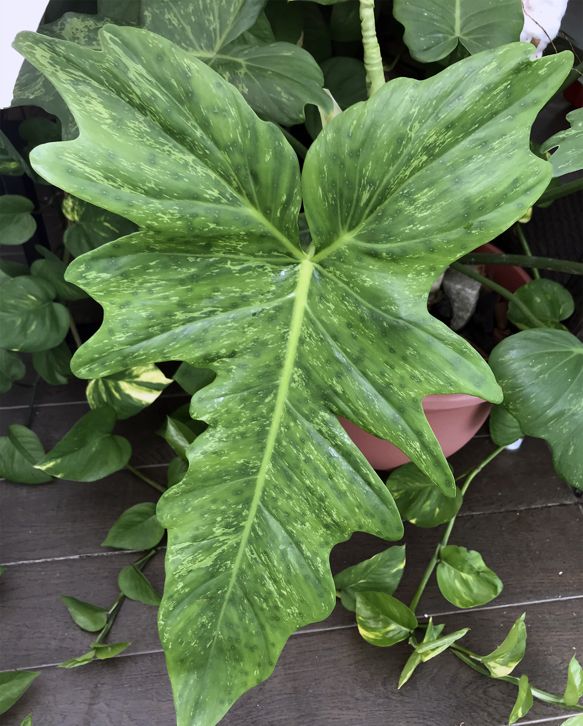 Philodendron Minarum Lime Fiddle