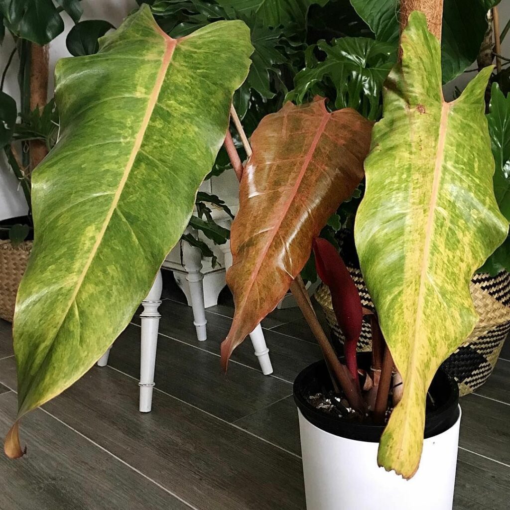 Philodendron Orange Marble 