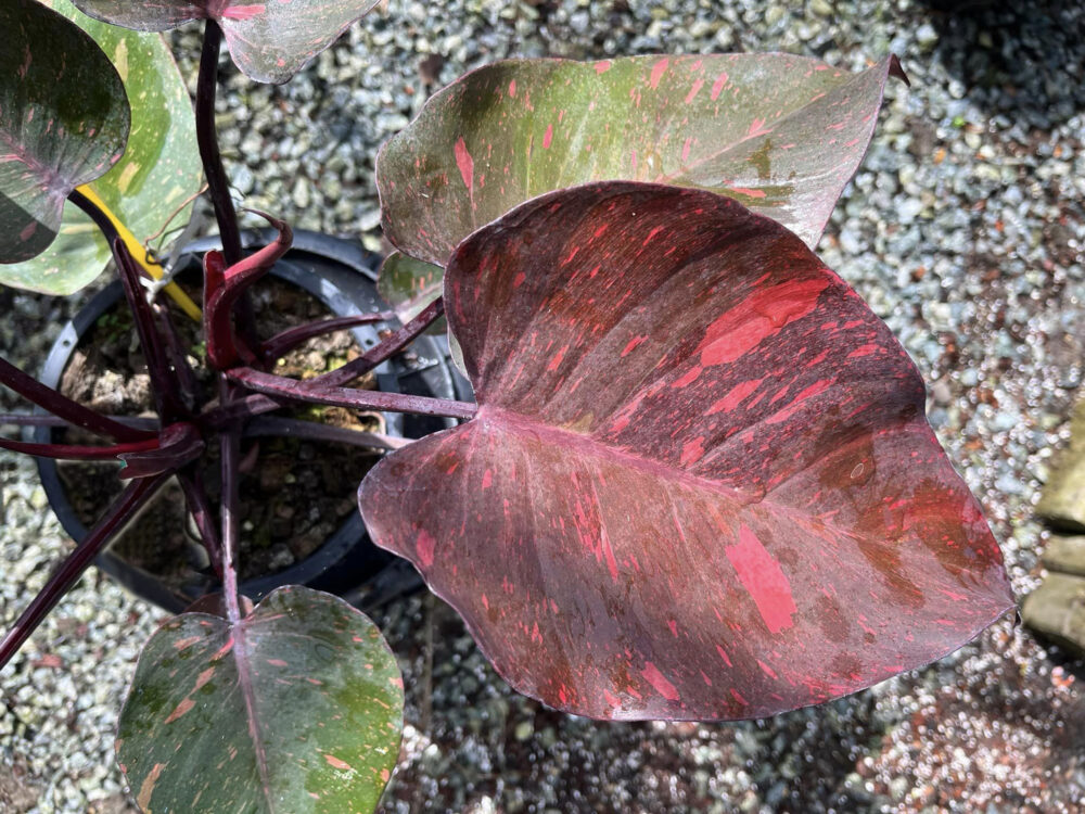 Philodendron orange Princess variegated