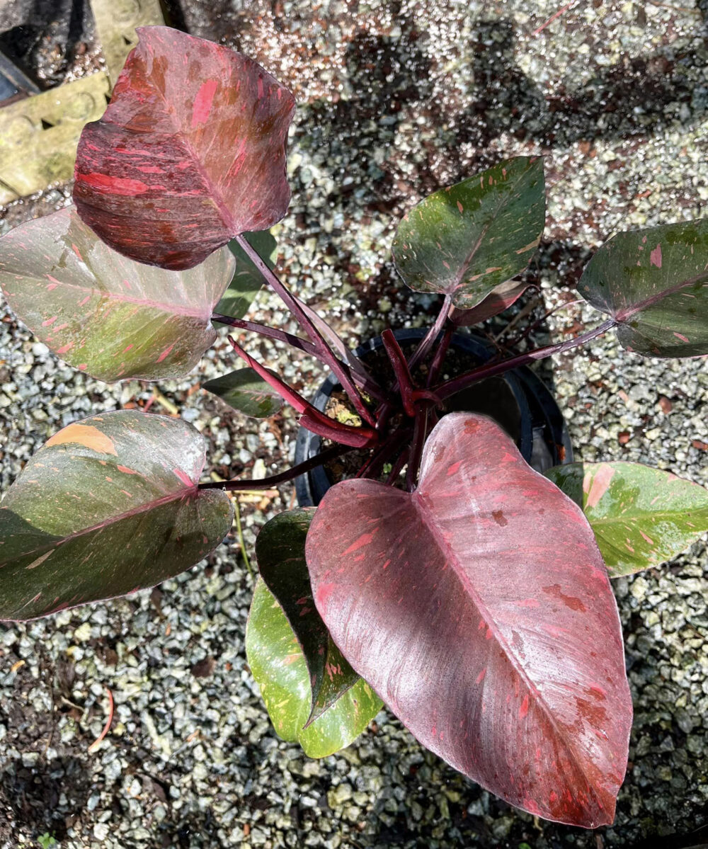 Philodendron orange Princess variegated