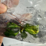 Philodendron Orange Princess Variegated Tissue Culture