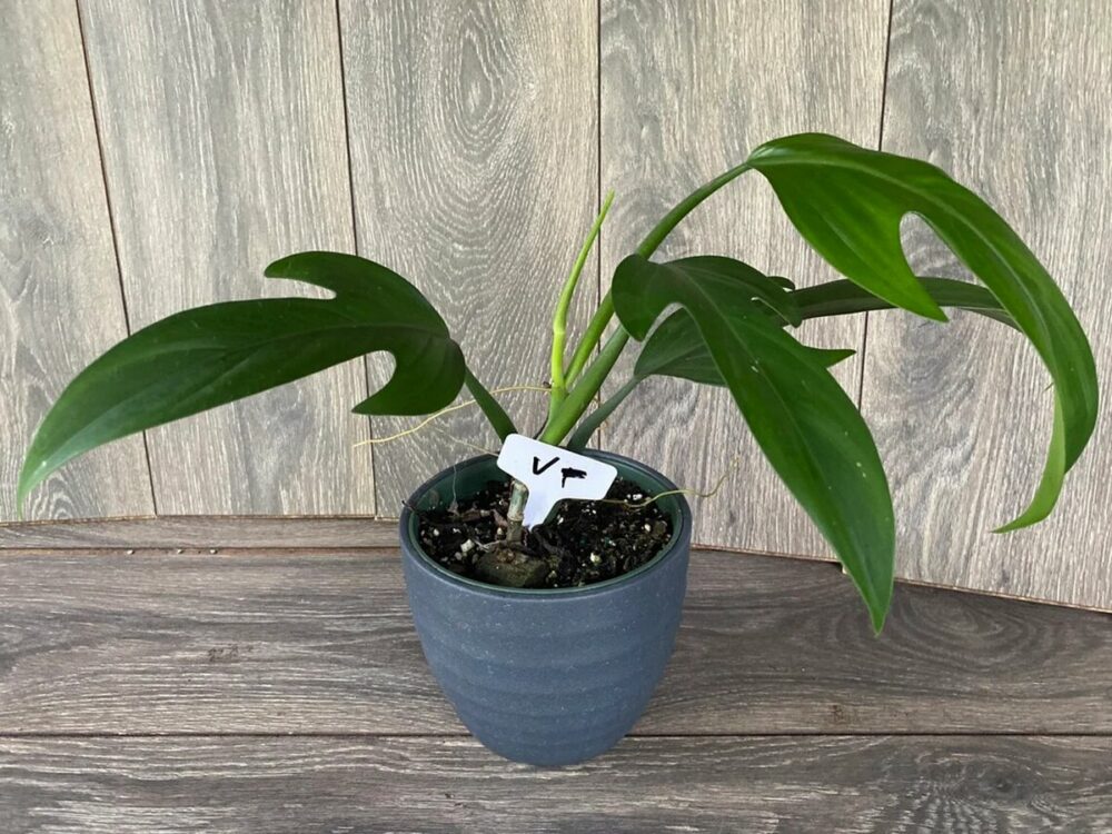 Everything You Need to Know About Philodendron Panduriforme