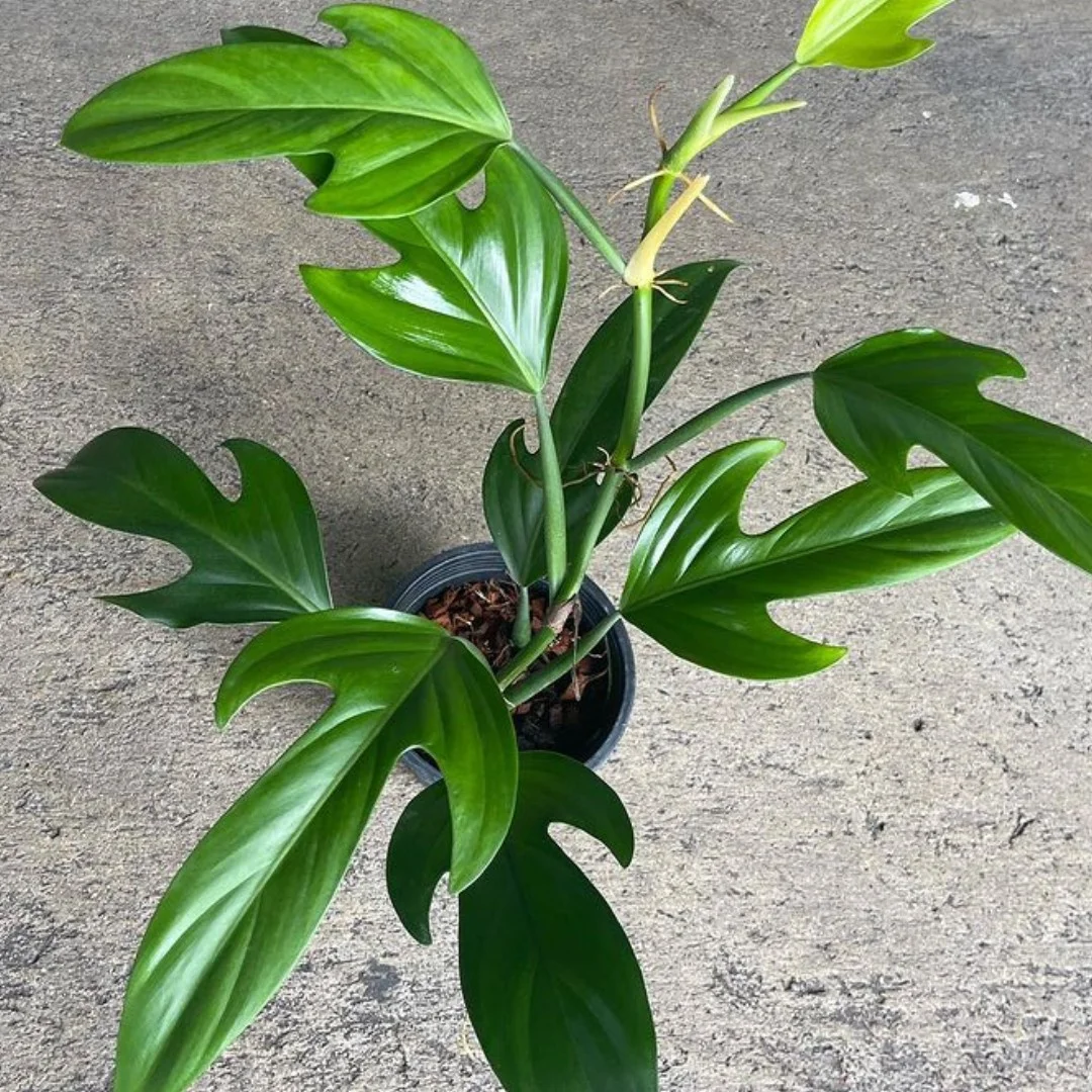 Philodendron Panduriforme