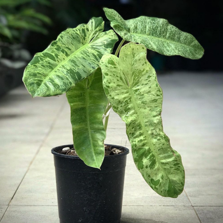 Mature Philodendron Paraiso Verde with elongated mottled leaves