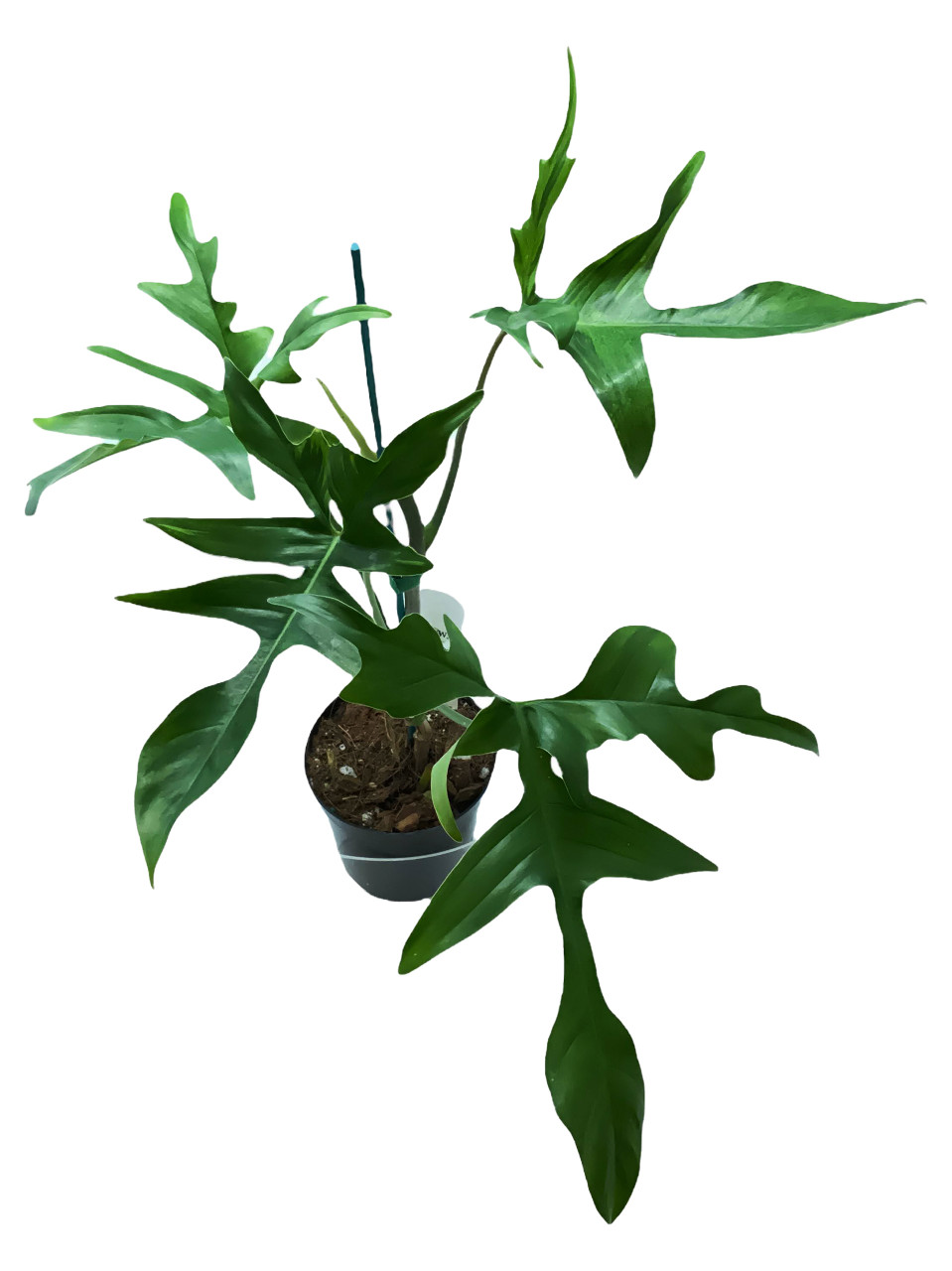 Whole potted Philodendron pedatum Glad Hands material showing a climbing stem and lobed leaf sequence