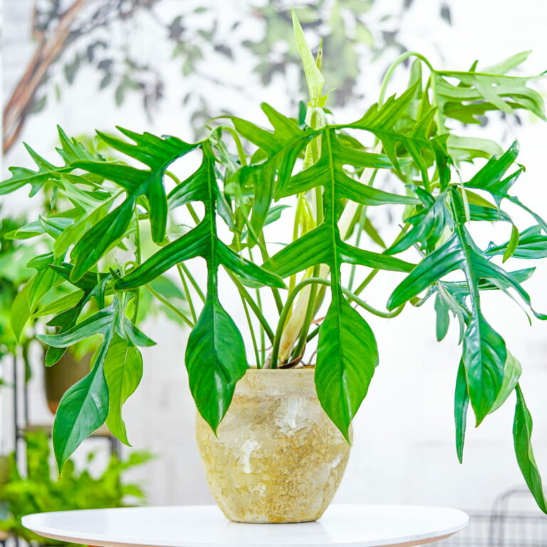 Philodendron Pedatum Glad Hands