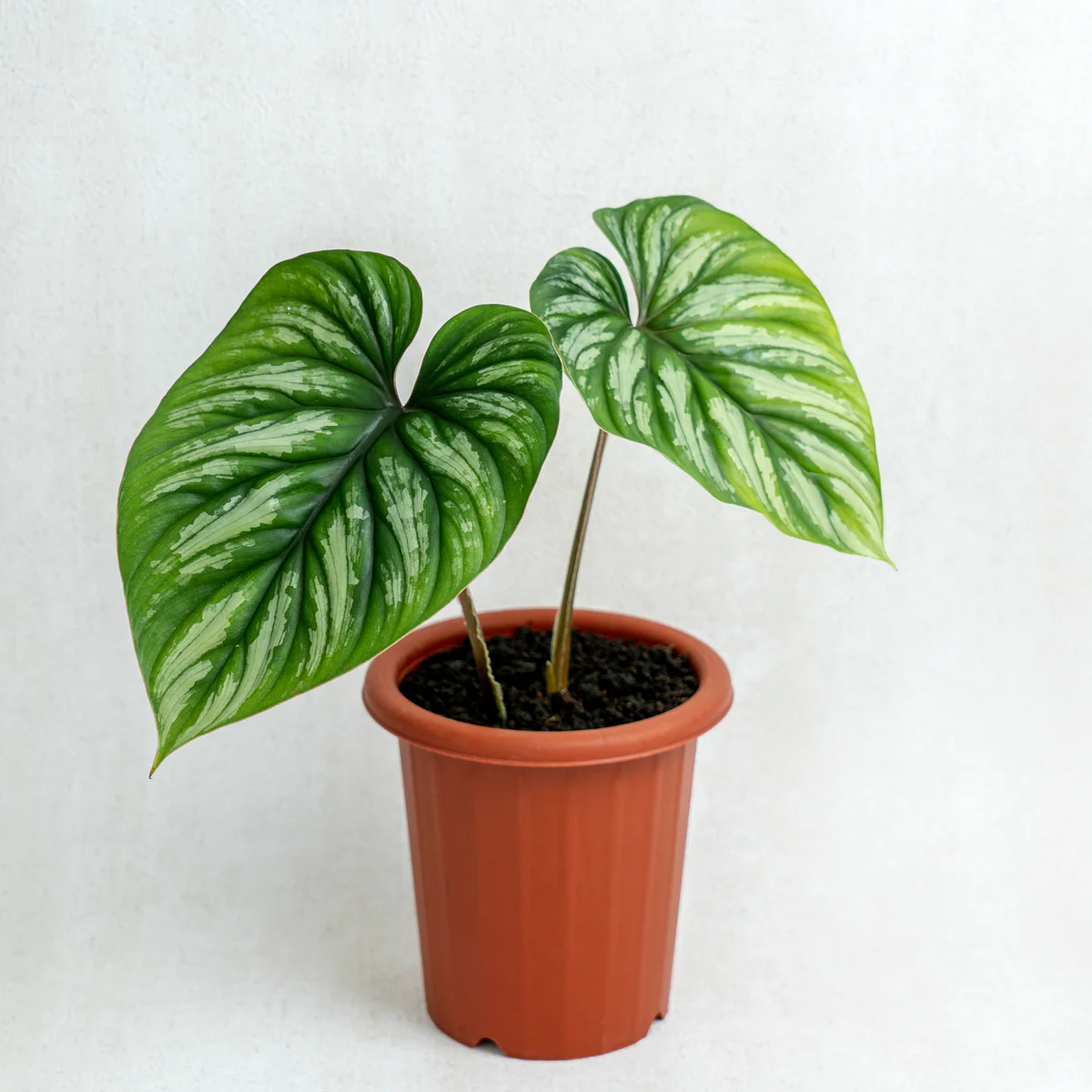 Philodendron Plowmanii Black Face