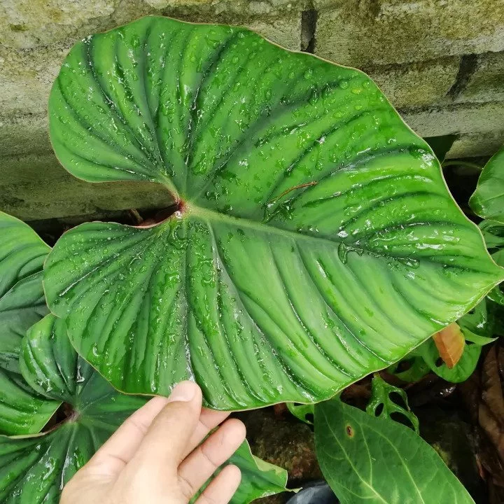 Philodendron Plowmanii Black Face