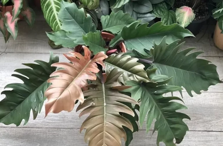 Philodendron Pluto