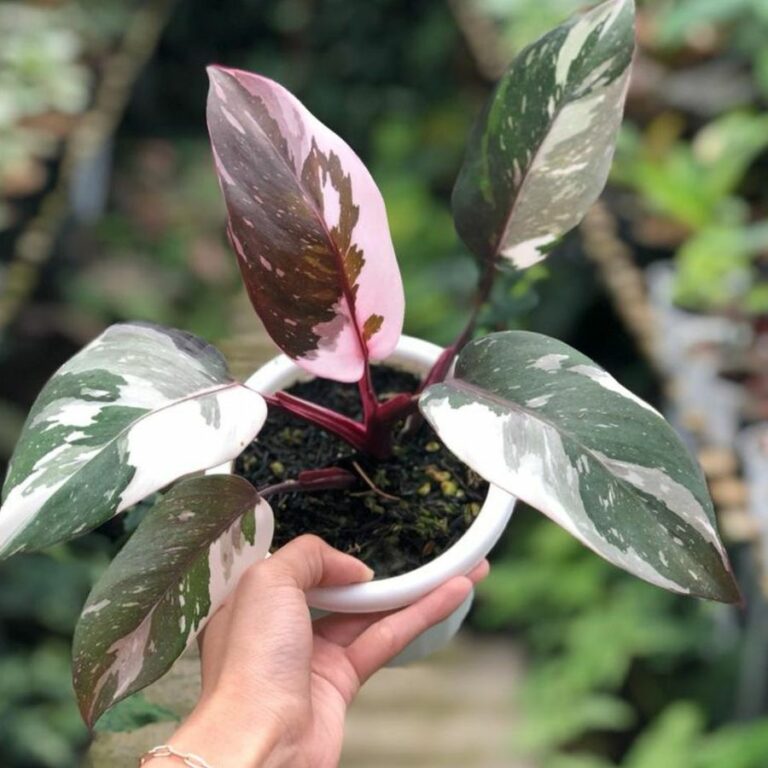 Philodendron Red Anderson with pink white and green variegated leaves