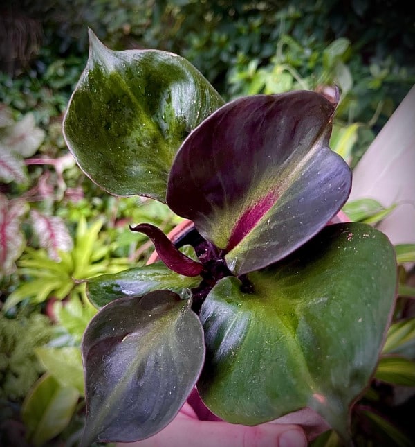 Philodendron Red Heart