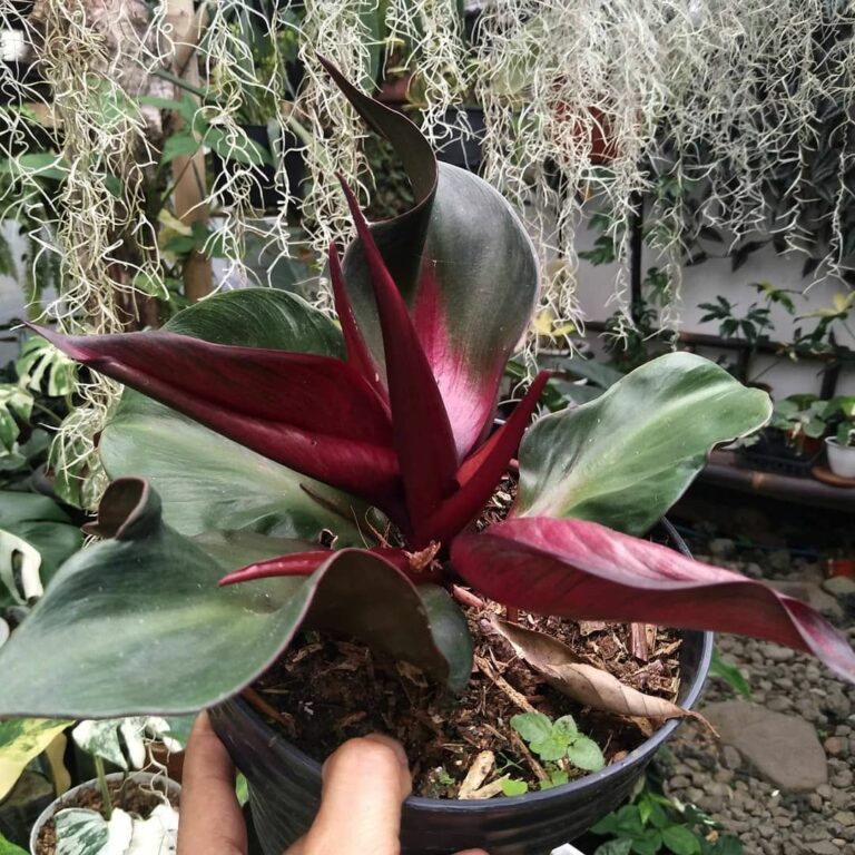 Philodendron Red Heart