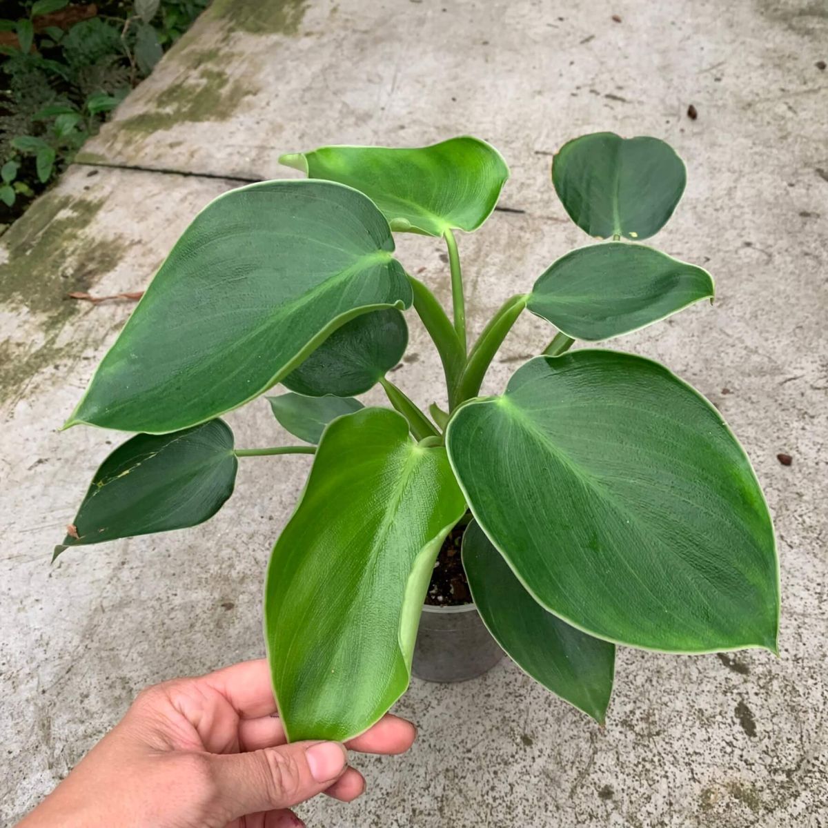 Philodendron Rugosum