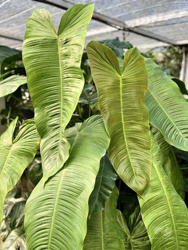 Philodendron Sharoniae Mosquera