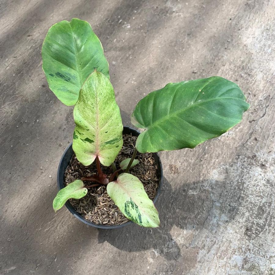 Philodendron Snowdrift Variegated