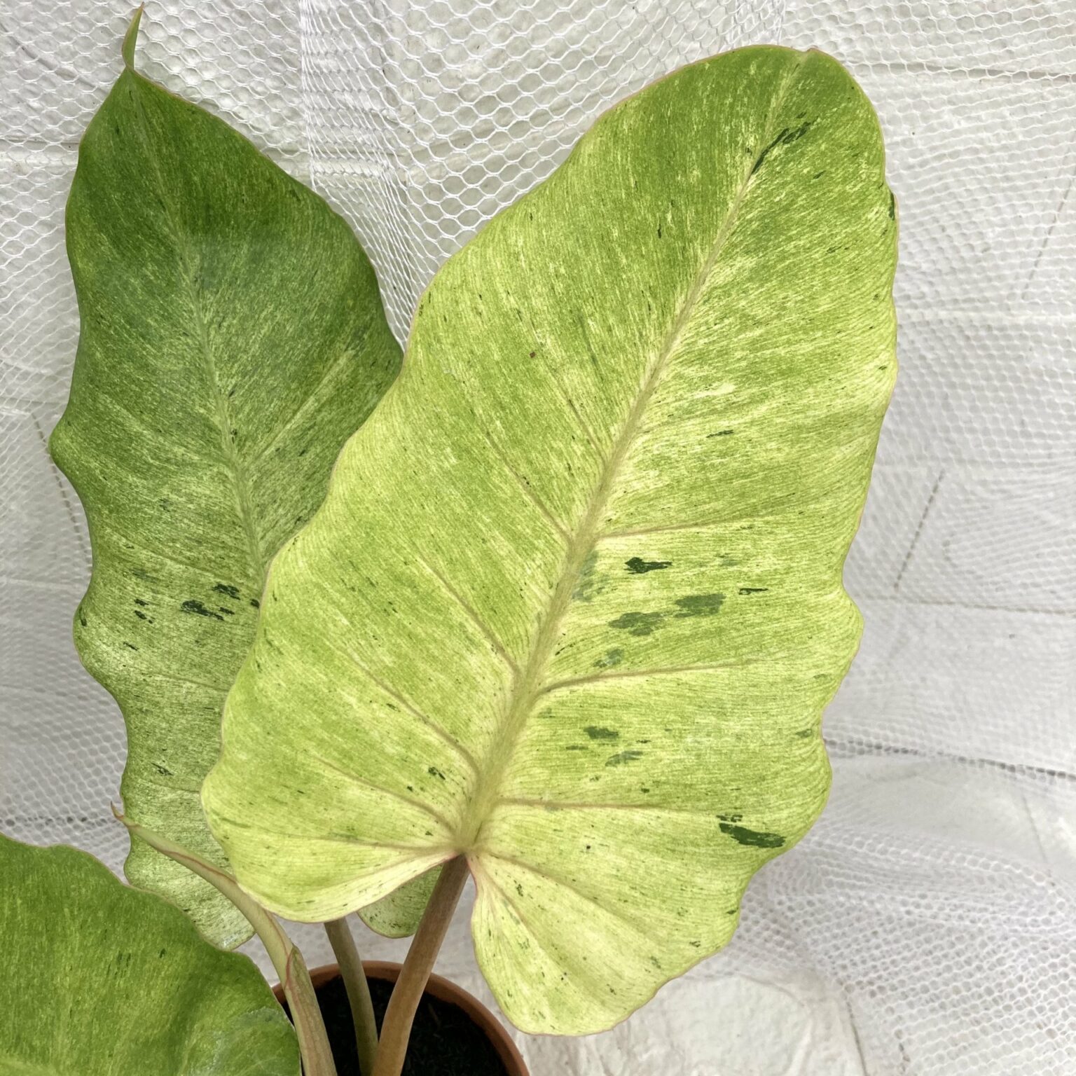 5 Essential Tips for Thriving Variegated Snowdrift Philodendrons