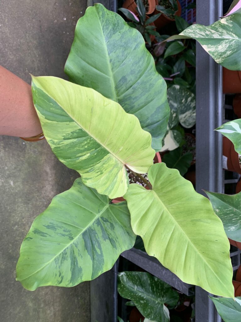 Philodendron Snowdrift Variegated