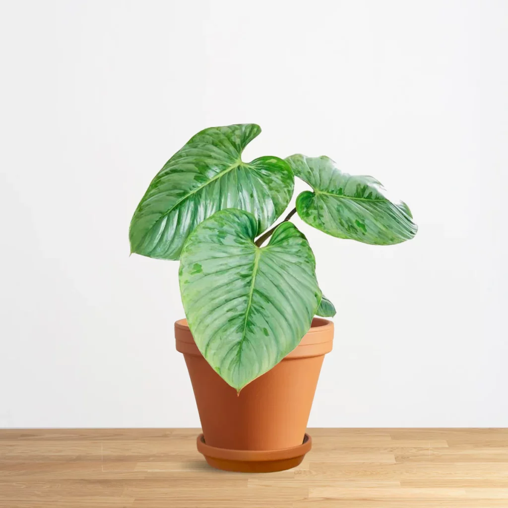 Philodendron Sodiroi: The Ultimate Guide to Care and Maintenance