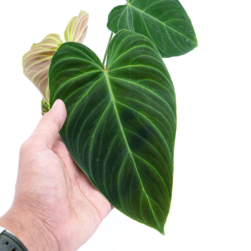 Philodendron Splendid