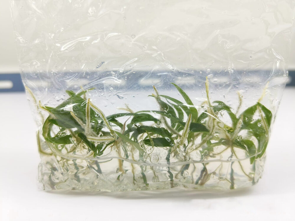 Philodendron Tortum Tissue Culture