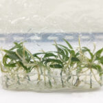 Philodendron Tortum Tissue Culture