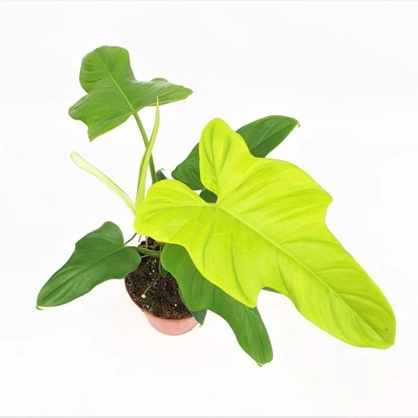 Philodendron Violin