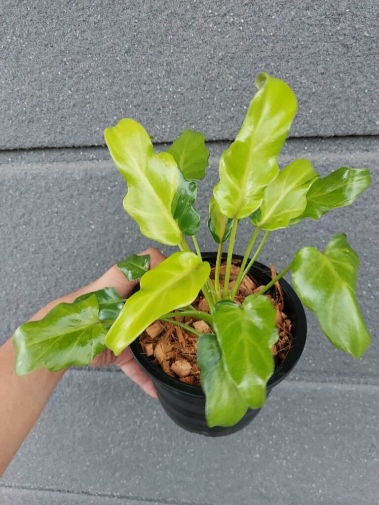 5 Easy Care Tips for Philodendron Xanadu Variegated