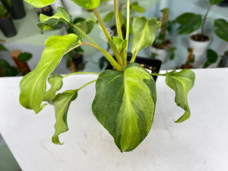 Philodendron Xanadu Dwarf Variegated