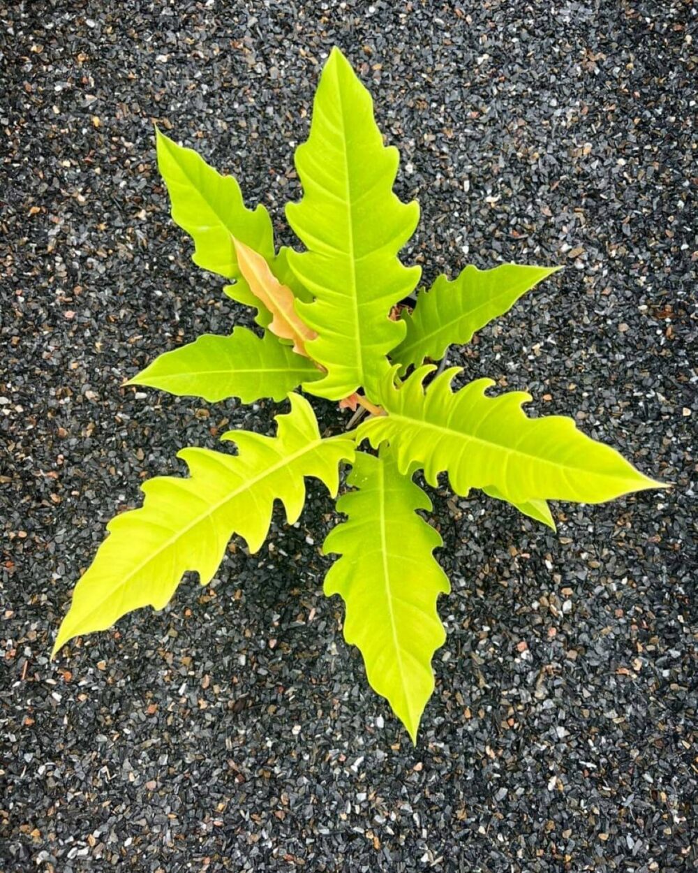 Philodendron Crocodile Golden saw