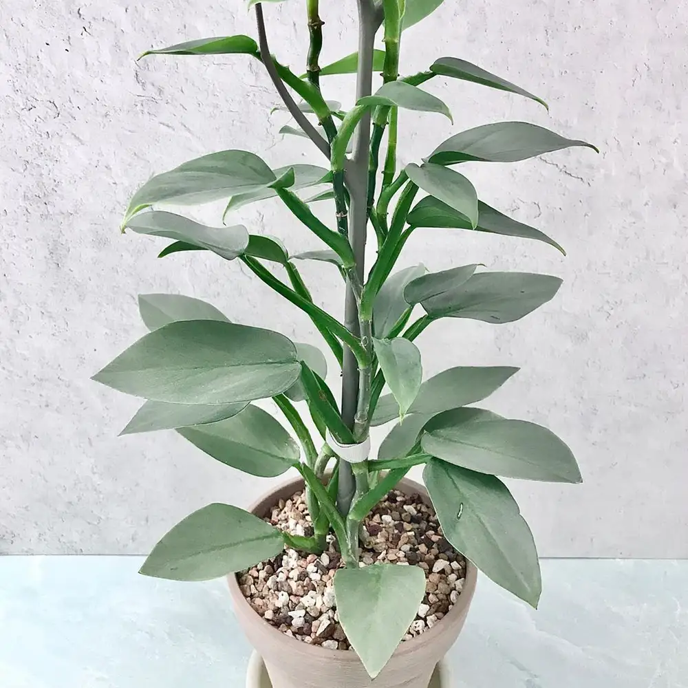 Philodendron hastatum