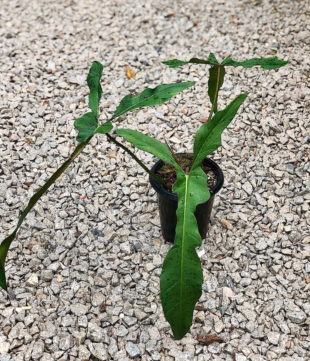 Philodendron longilobatum