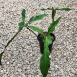 Philodendron longilobatum